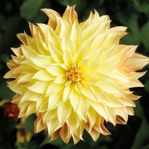 Dahlia Grandalia Sunny Flame Dahlia Grandalia Sunny Flame