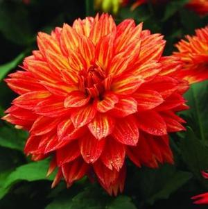 Dahlia 'XXL Tabasco' Dahlia 'XXL Tabasco'