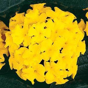 Lantana 'Landmark Yellow' Lantana 'Landmark Yellow'