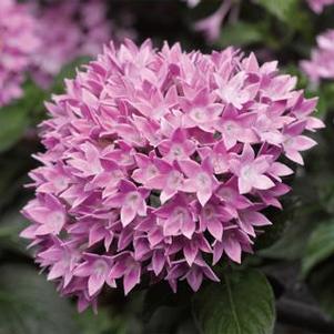 Pentas 'Starcluster Lavender' Pentas 'Starcluster Lavender'