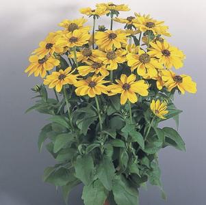 Rudbeckia 'Toto Gold' Rudbeckia 'Toto Gold'
