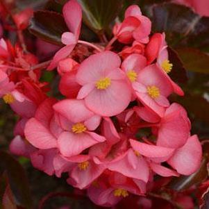 Begonia 'Megawatt Rose Green Leaf' Begonia 'Megawatt Rose Green Leaf'