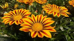 Gazania 'Big Kiss Yellow Flame' Gazania 'Big Kiss Yellow Flame'