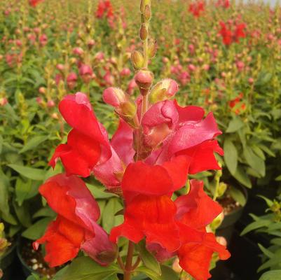 Snapdragon 'Snaptastic Orange Flame' Snapdragon 'Snaptastic Orange Flame'