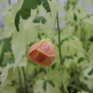 Abutilon 'Savitzii' Abutilon 'Savitzii'