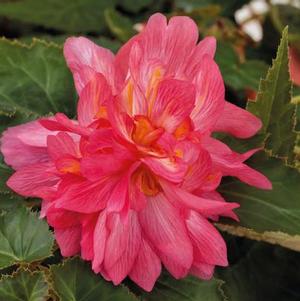 Begonia 'Funky® Pink' Begonia 'Funky® Pink'