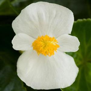Begonia 'Tophat™ White' Begonia 'Tophat™ White'