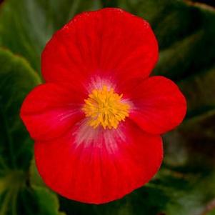 Begonia 'Tophat™ Scarlet' Begonia 'Tophat™ Scarlet'