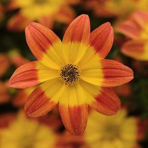 Bidens 'Bee Alive' Bidens 'Bee Alive'