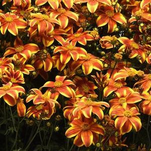 Bidens 'Bee Bold' Bidens 'Bee Bold'
