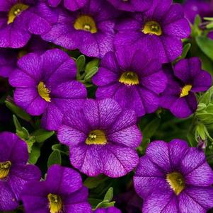 Calibrachoa 'Superbells® Blue' Calibrachoa 'Superbells® Blue'