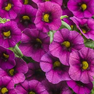 Calibrachoa 'Superbells® Plum' Calibrachoa 'Superbells® Plum'