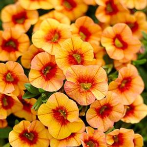 Calibrachoa 'Superbells® Tangerine Punch™' Calibrachoa 'Superbells® Tangerine Punch™'