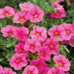 Calibrachoa 'Superbells® Pink' Calibrachoa 'Superbells® Pink'