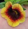 Calibrachoa 'Caloha® Yellow Chocolate Ring' Calibrachoa 'Caloha® Yellow Chocolate Ring'