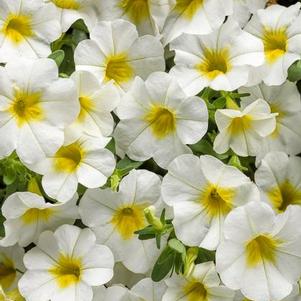 Calibrachoa 'Superbells® Over Easy™' Calibrachoa 'Superbells® Over Easy™'