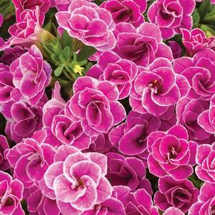 Calibrachoa 'Superbells® Doublette Love Swept' Calibrachoa 'Superbells® Doublette Love Swept'