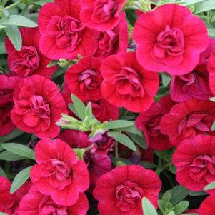 Calibrachoa 'Superbells® Double Ruby' Calibrachoa 'Superbells® Double Ruby'