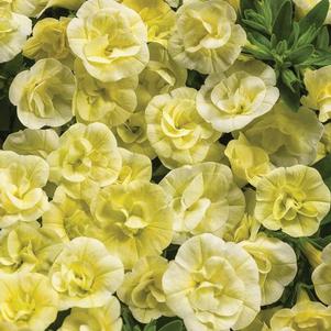Calibrachoa 'Superbells® Double Chiffon' Calibrachoa 'Superbells® Double Chiffon'