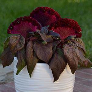 Celosia 'Dracula' Celosia 'Dracula'