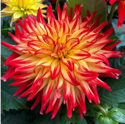 Dahlia 'Hypnotica® Icarus' Dahlia 'Hypnotica® Icarus'