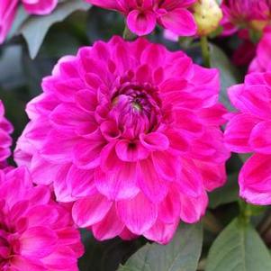 Dahlia 'Hypnotica® Pink Bicolor' Dahlia 'Hypnotica® Pink Bicolor'