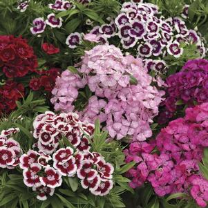 Dianthus diabunda 'Mix' Dianthus diabunda 'Mix'