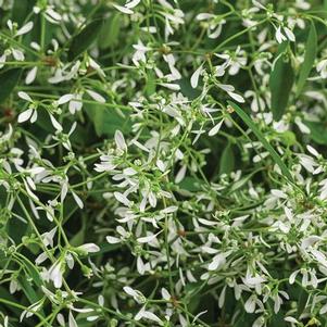 Euphorbia 'Diamond Mountain' Euphorbia 'Diamond Mountain'