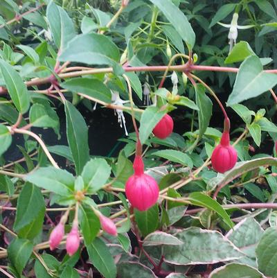 Fuchsia 'Tom Thumb' Fuchsia 'Tom Thumb'