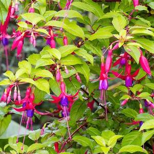 Fuchsia 'Genii' Fuchsia 'Genii'