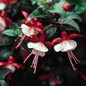 Fuchsia 'Shadow Dancer® Betty' Fuchsia 'Shadow Dancer® Betty'