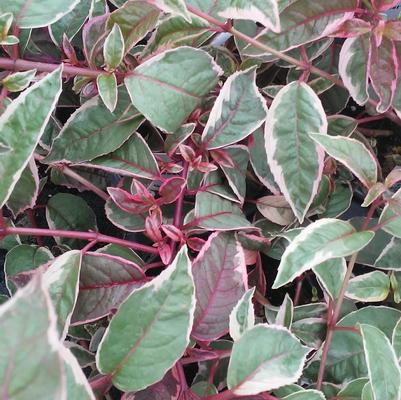 Fuchsia 'Tom West' Fuchsia 'Tom West'