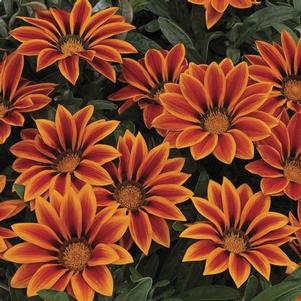 Gazania 'Kiss™ Orange Flame' Gazania 'Kiss™ Orange Flame'