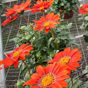 Gazania 'SunBathers® Katua' Gazania 'SunBathers® Katua'