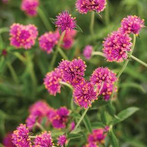 Gomphrena 'Truffula™ Pink' Gomphrena 'Truffula™ Pink'