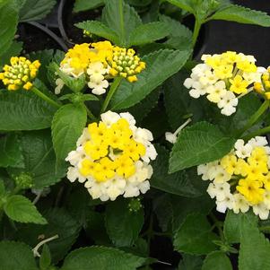 Lantana 'Havana™ Sunshine' Lantana 'Havana™ Sunshine'