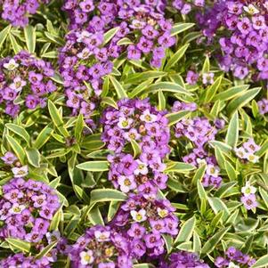 Lobularia 'Marineland™ Frosty Lavender' Lobularia 'Marineland™ Frosty Lavender'