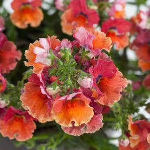 Nemesia 'Nesia™ Tropical' Nemesia 'Nesia™ Tropical'