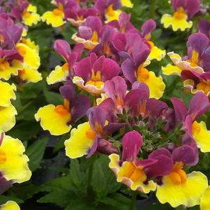 Nemesia 'Sunglow™ Yellow Bicolor' Nemesia 'Sunglow™ Yellow Bicolor'