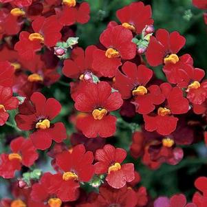 Nemesia 'Sunsatia® Cranberry' Nemesia 'Sunsatia® Cranberry'