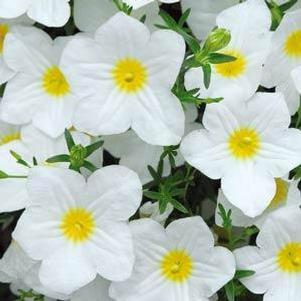 Nierembergia 'Lara™ White' Nierembergia 'Lara™ White'