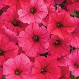 Petunia 'Vista® Paradise' Petunia 'Vista® Paradise'