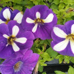 Petunia 'Crazytunia® Lucky Lilac' Petunia 'Crazytunia® Lucky Lilac'