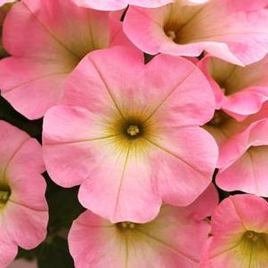 Petunia 'Potunia® Plus Baby Pink' Petunia 'Potunia® Plus Baby Pink'