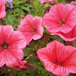 Petunia 'Potunia® Coral' Petunia 'Potunia® Coral'