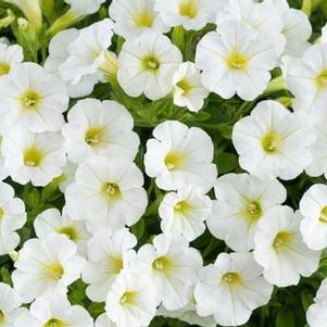 Petunia 'Littletunia® White Grace' Petunia 'Littletunia® White Grace'