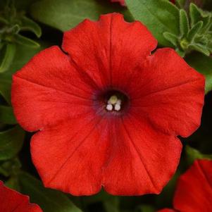 Petunia 'Sun Spun® Red' Petunia 'Sun Spun® Red'