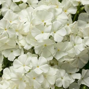 Phlox 'Intensia® White' Phlox 'Intensia® White'
