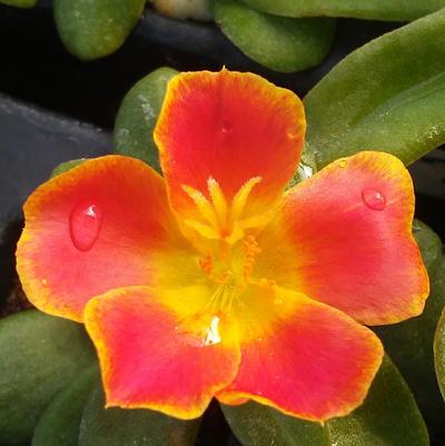 Portulaca 'ColorBlast Rum Punch' Portulaca 'ColorBlast Rum Punch'