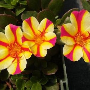 Portulaca 'ColorBlast Watermelon Punch' Portulaca 'ColorBlast Watermelon Punch'